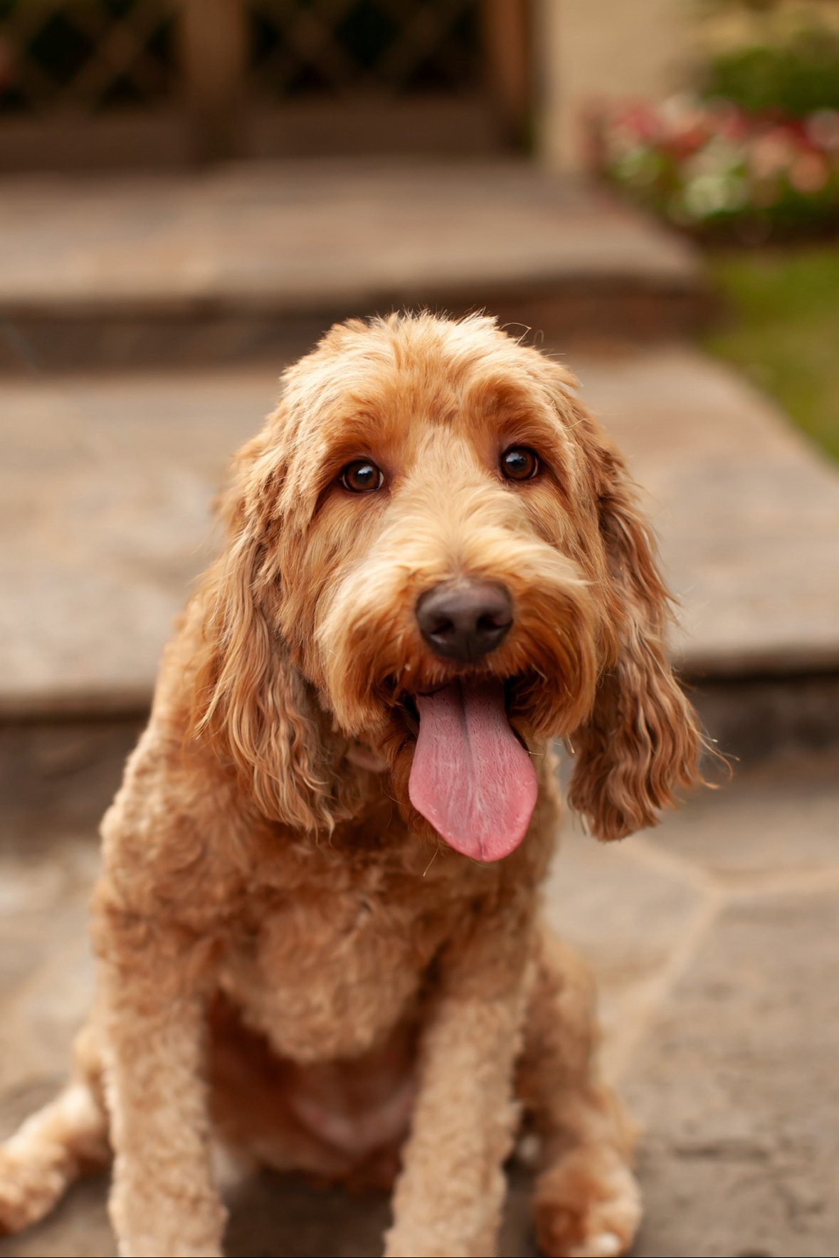 Posey the multigen goldendoodle outdoors, wavy red coat
