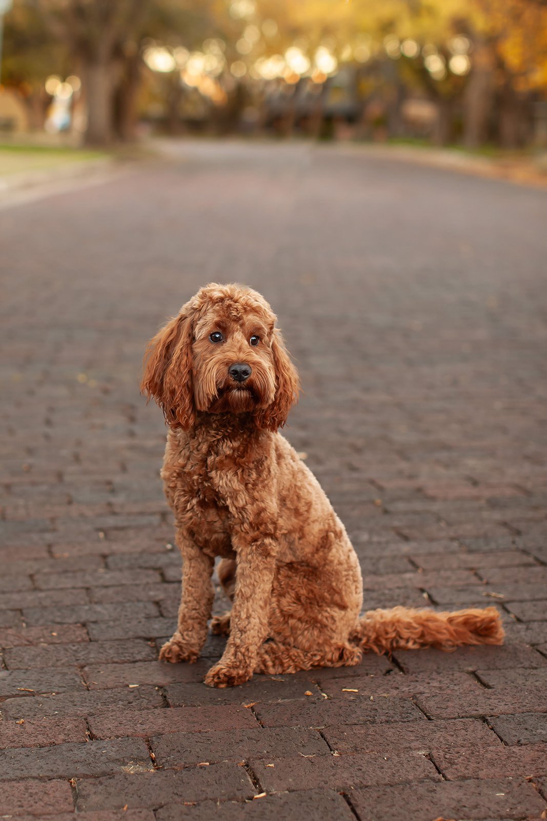 Pumpkin, a red petite goldendoodle mama at Blackwater Goldendoodles