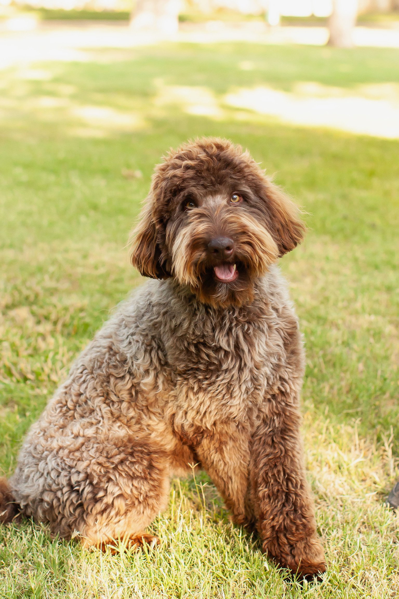 Nash the multigen mini goldendoodle outdoors with a wavy chocolate coat