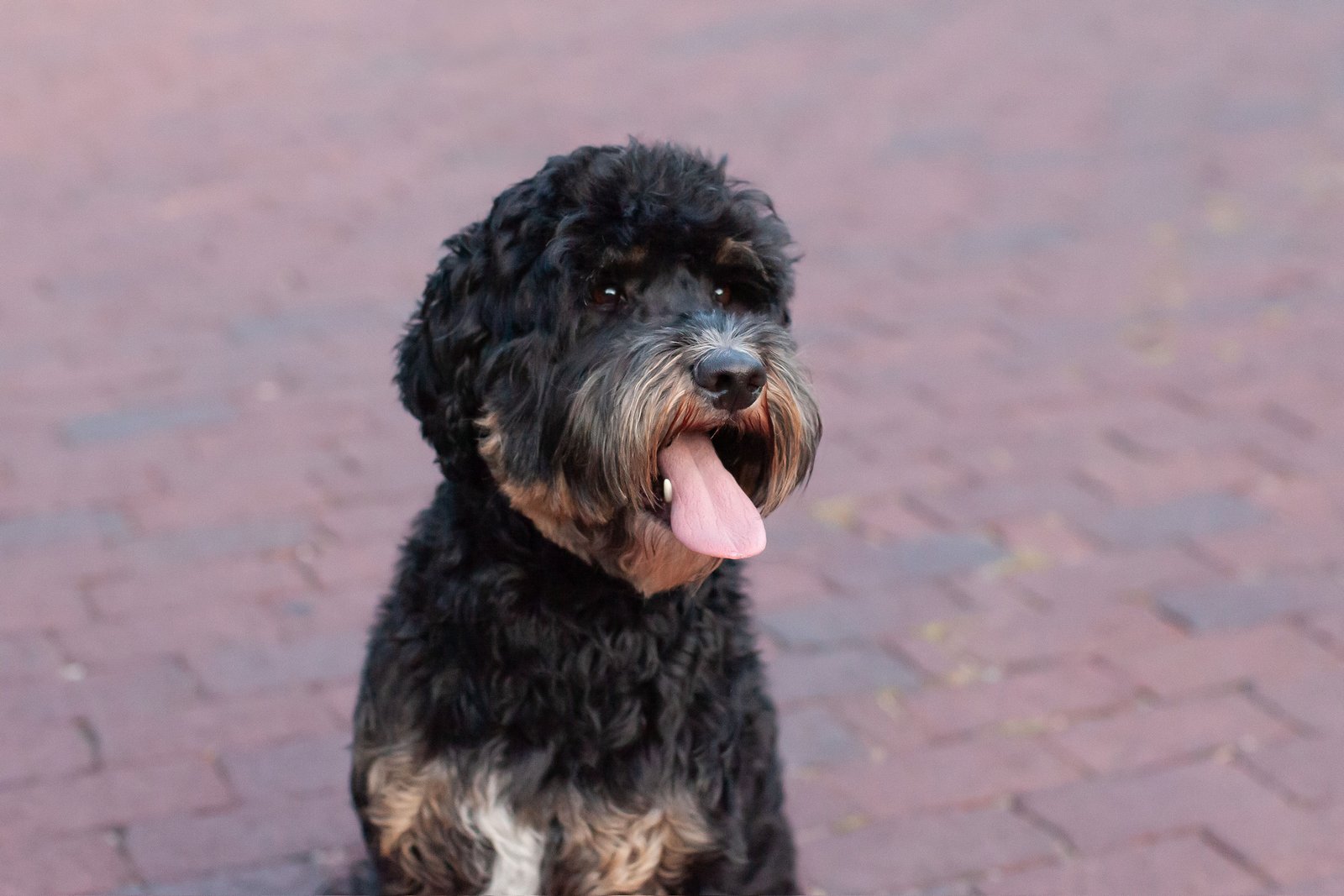 Close-up of Rocky, a goldendoodle stud with black phantom markings