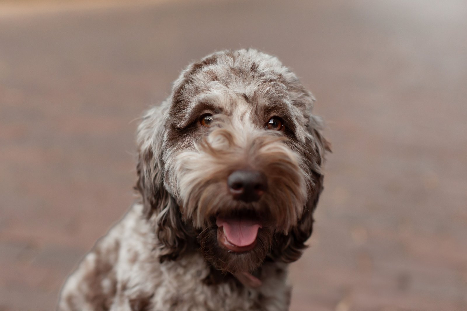 Close-up of Maggie, a mini goldendoodle with merle markings and a teddy-bear face