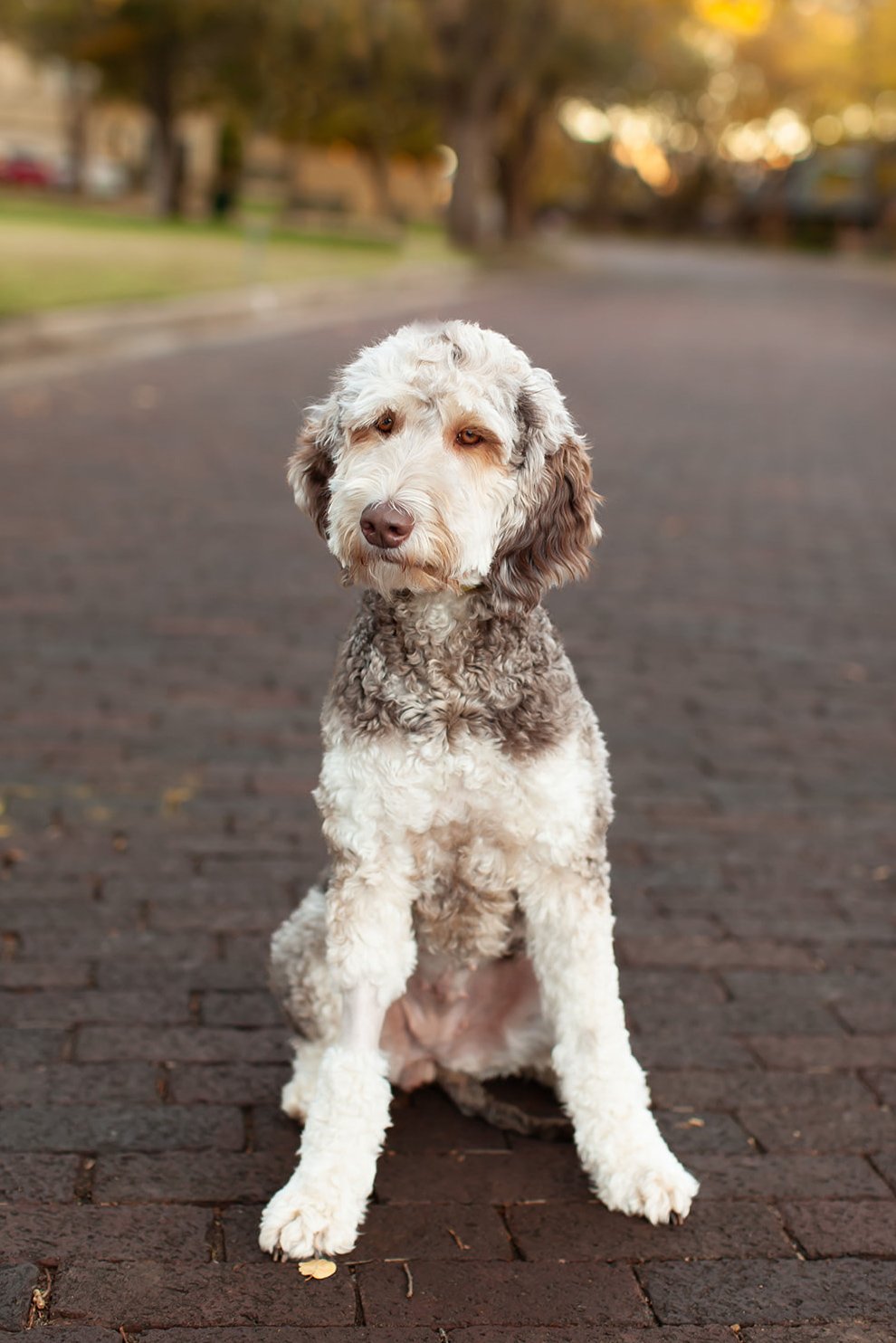 Harley the multigen goldendoodle outdoors, showing her wavy chocolate phantom coat