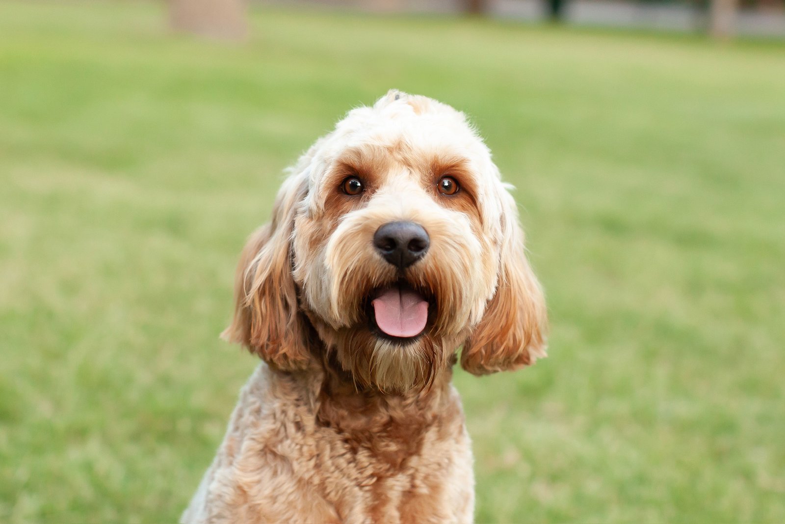 Close-up of Millie, a red mini goldendoodle with a teddy-bear face