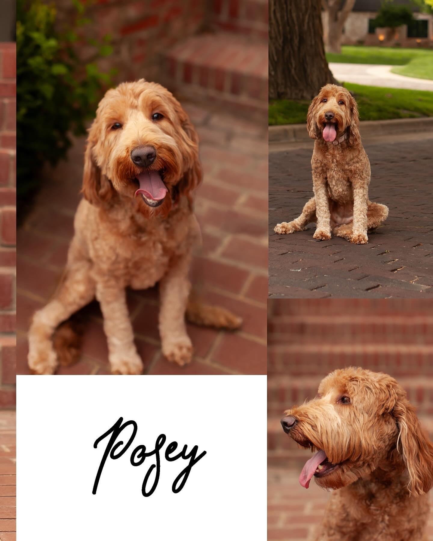 Posey, a health-tested goldendoodle mama, indoors on a blanket