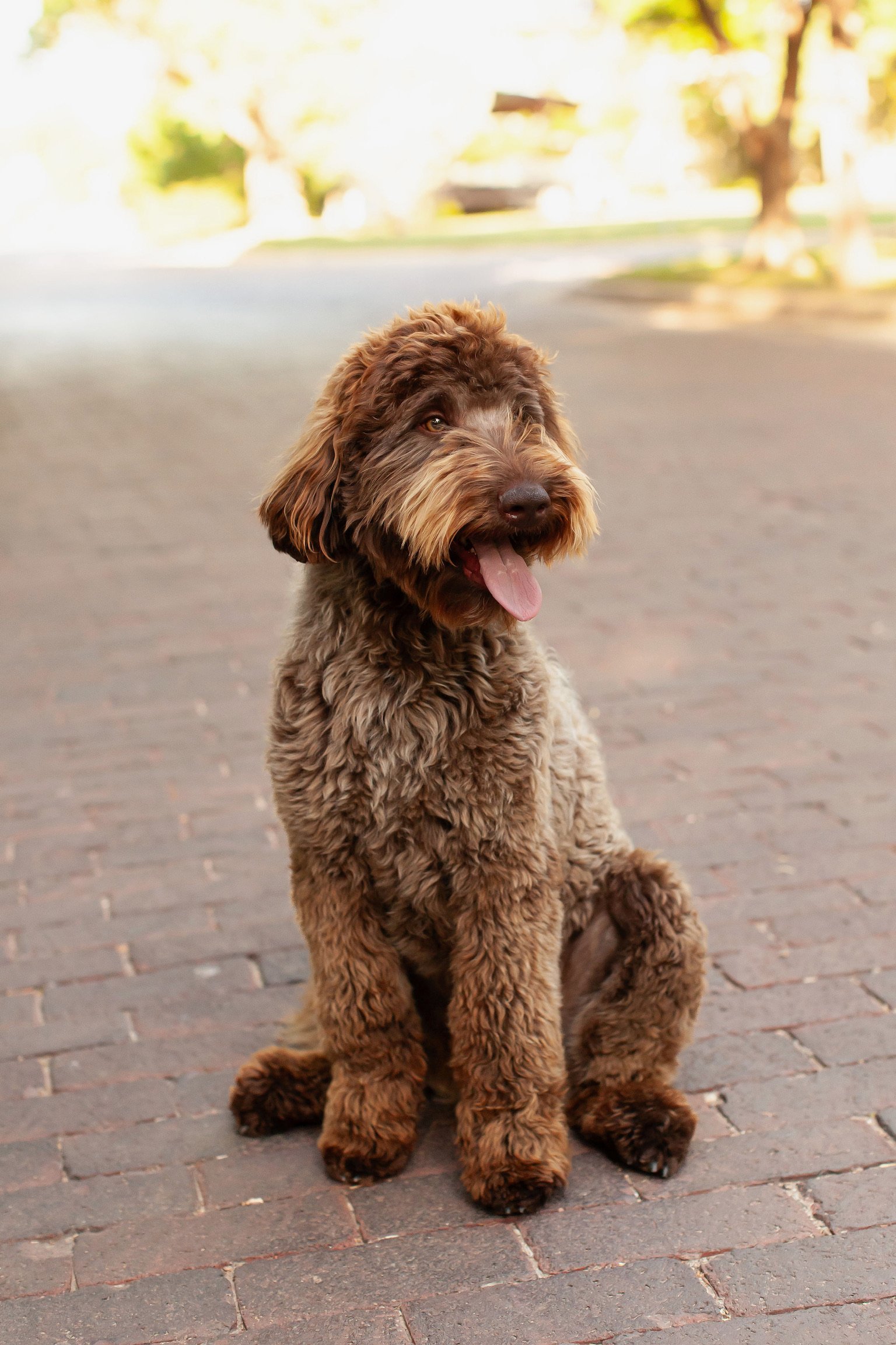 Close-up of Nash, a chocolate mini goldendoodle stud