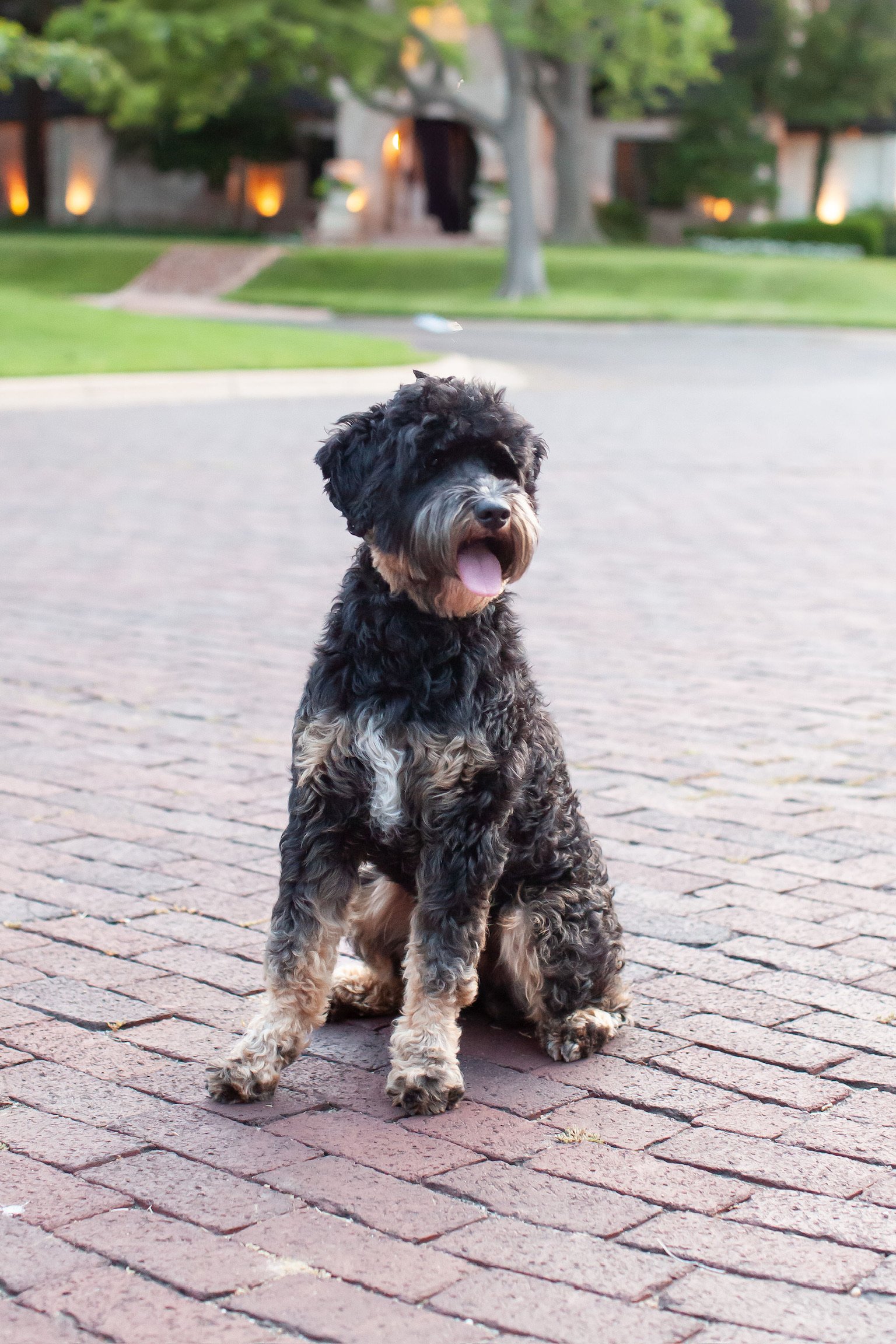 Rocky the multigen goldendoodle outdoors, wavy black phantom coat