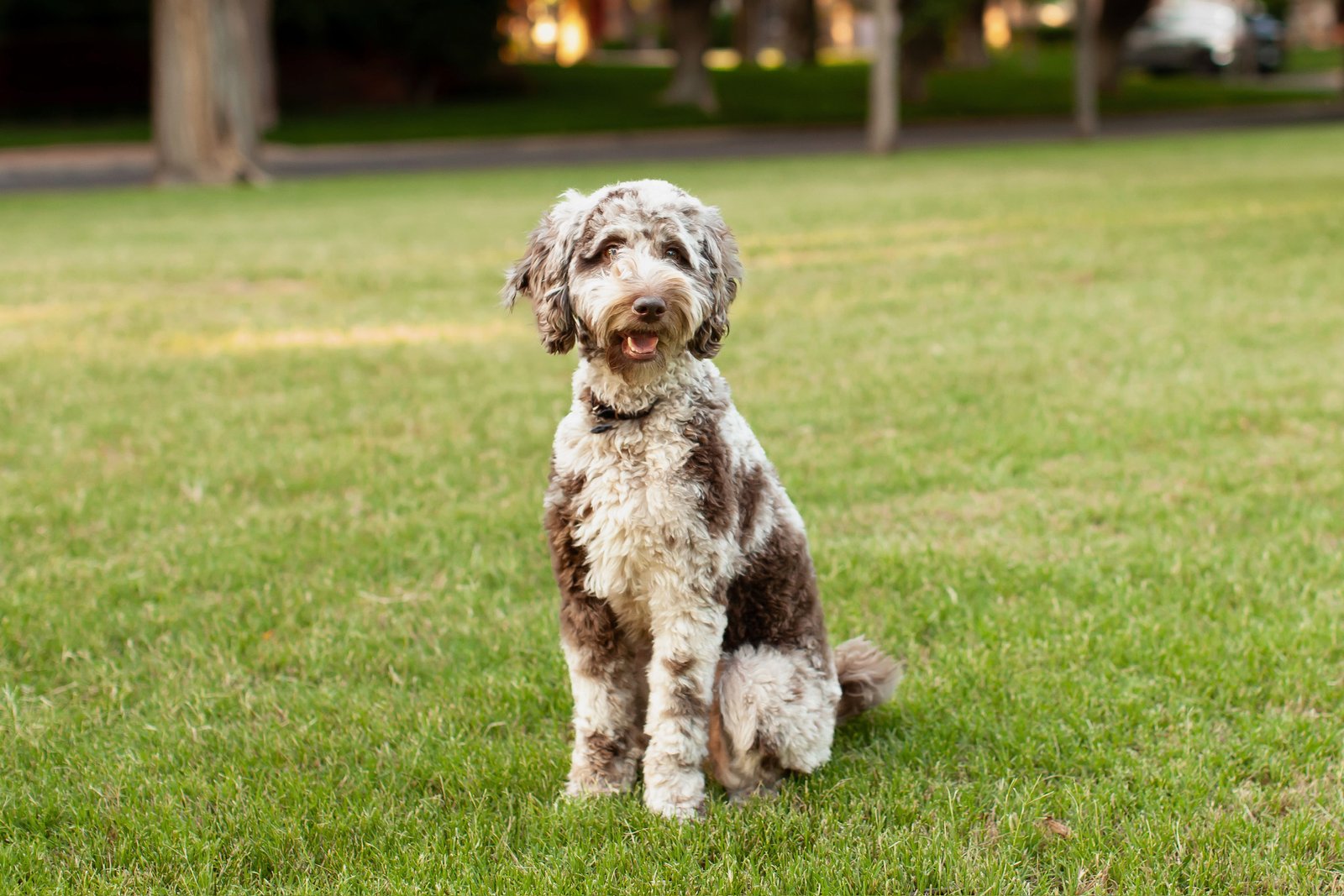 Maggie the multigen goldendoodle outdoors, showing her wavy chocolate merle coat