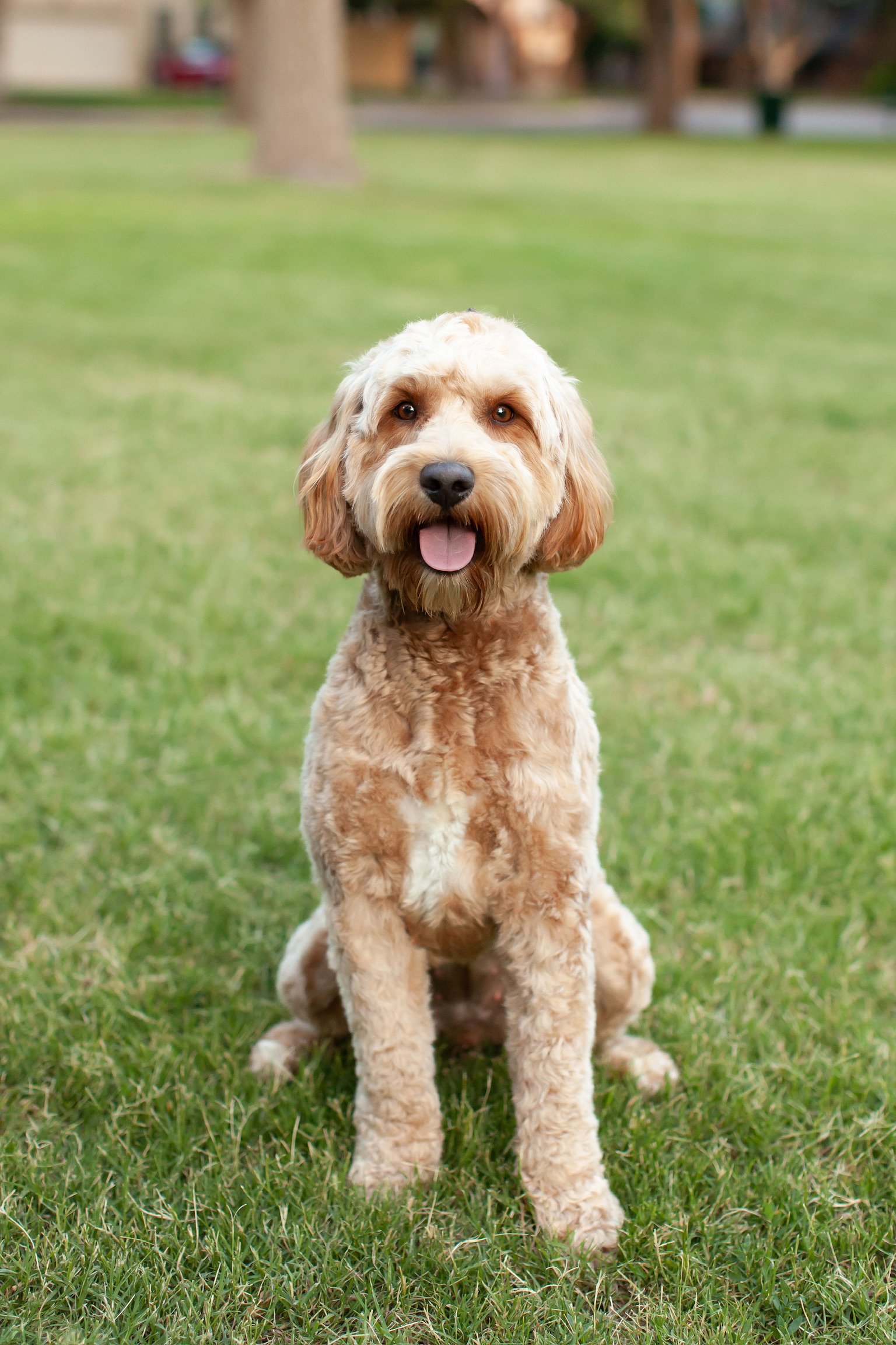 Millie, a health-tested goldendoodle mama, resting indoors