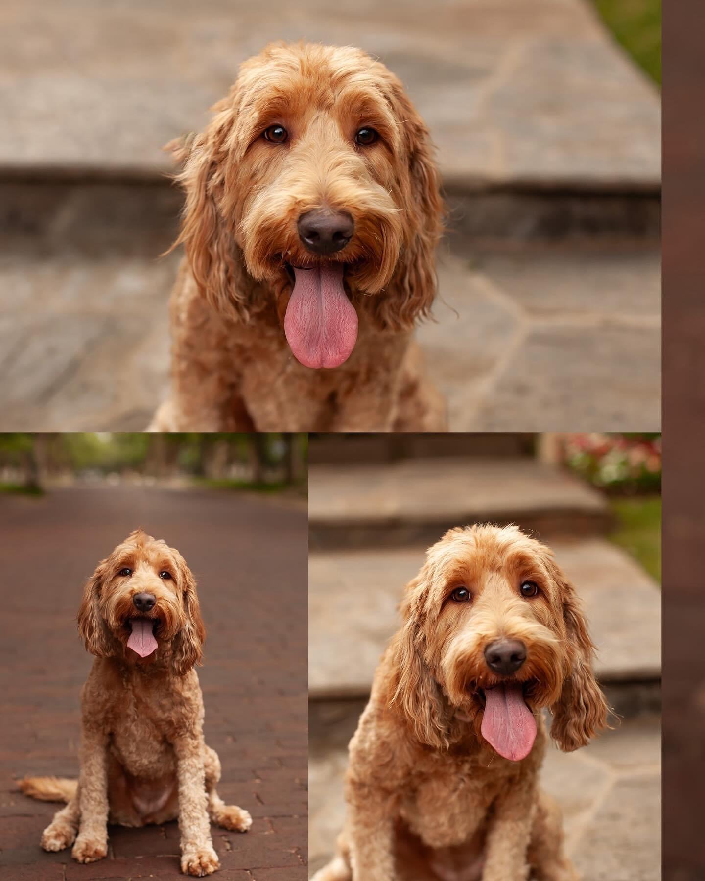 Red medium goldendoodle Posey in the yard