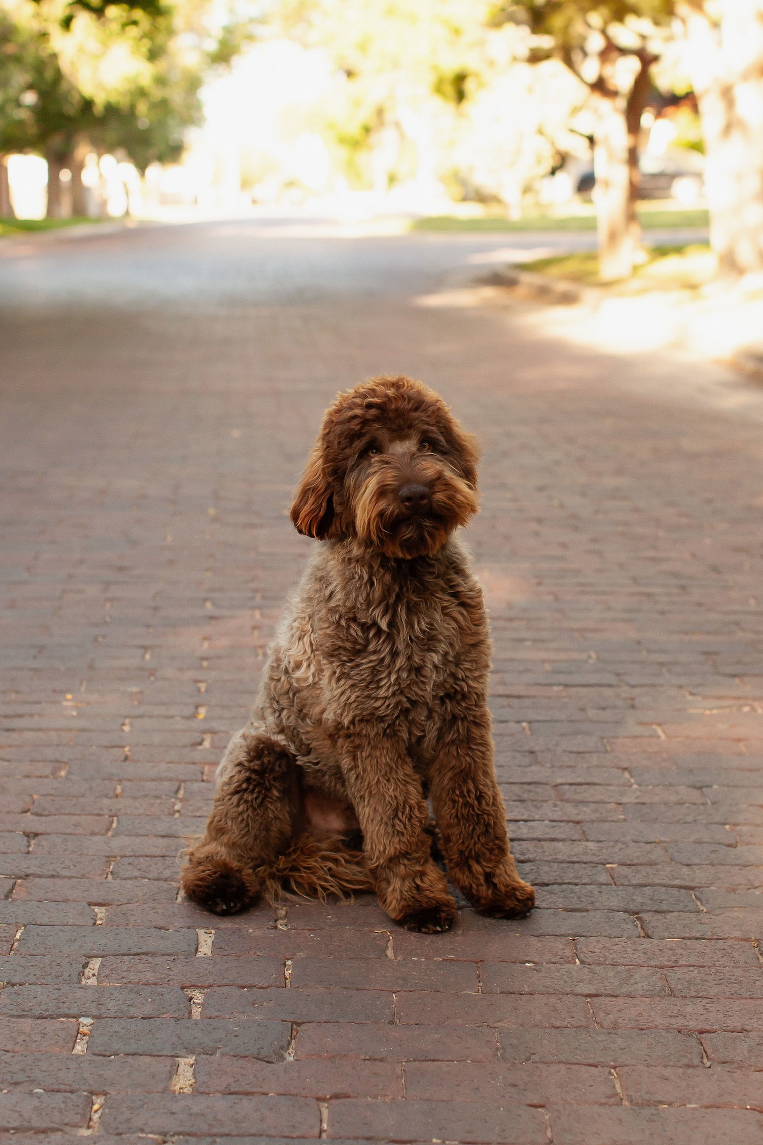 Nash, a health-tested goldendoodle sire, indoors
