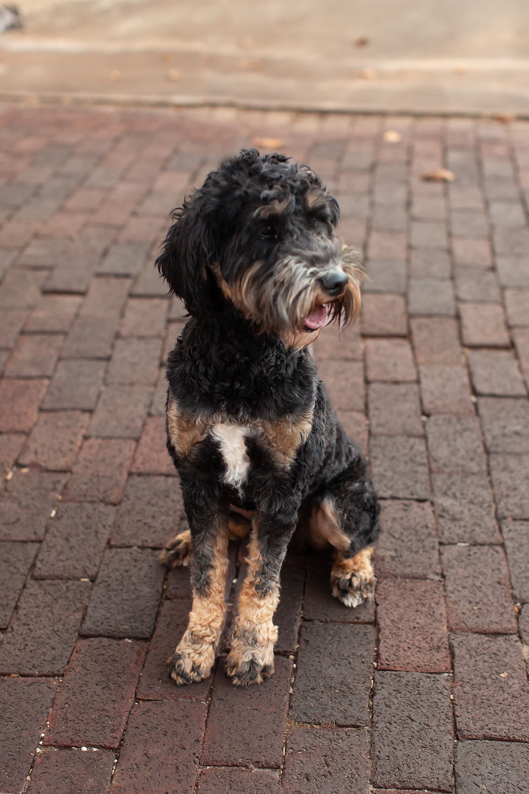 Rocky, a health-tested goldendoodle sire, indoors on a blanket