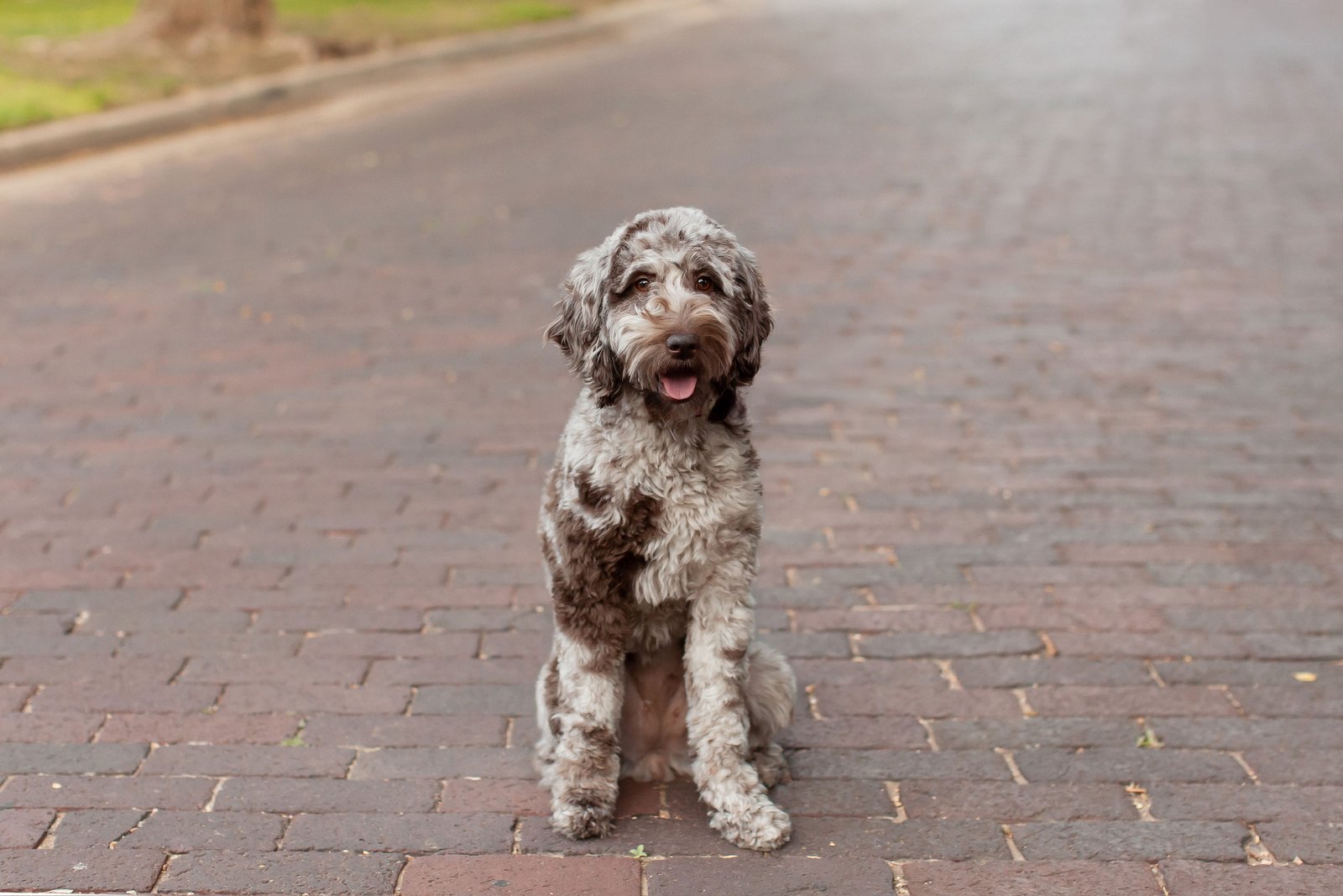 Chocolate merle mini goldendoodle Maggie playing outside in Texas
