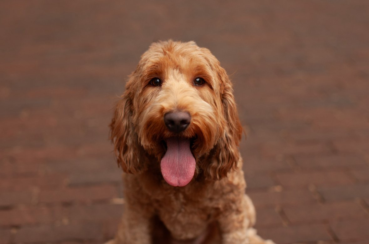 Close-up of Posey, a red medium goldendoodle with a teddy-bear face