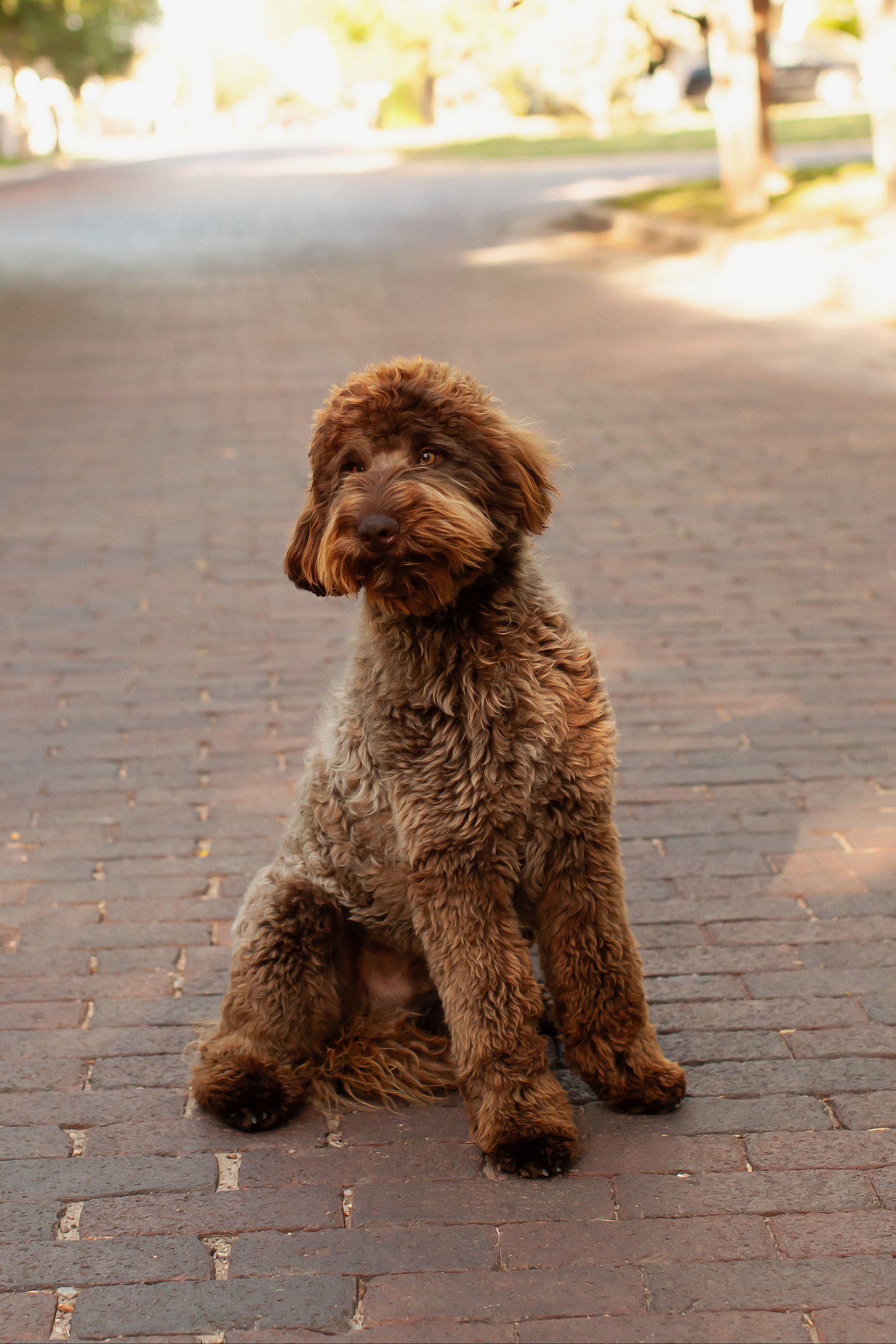Chocolate mini goldendoodle Nash playing outside in Texas