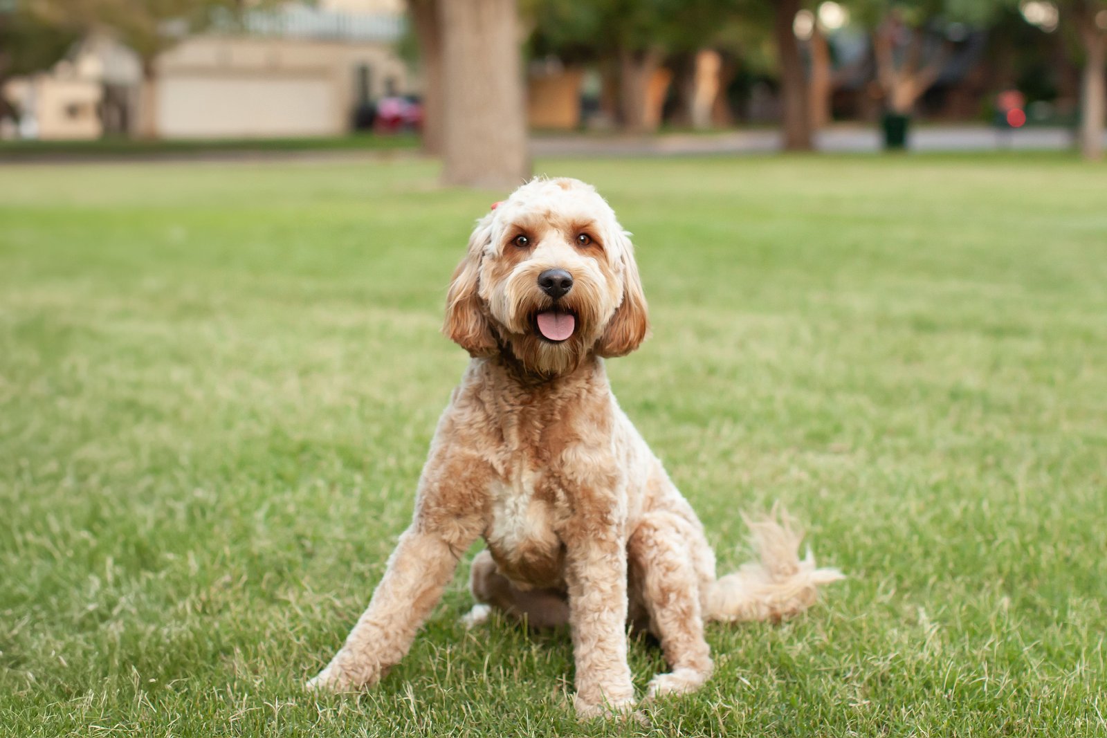 Red mini goldendoodle Millie playing outside