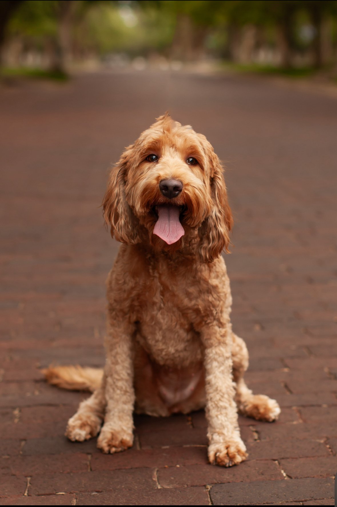 Posey the goldendoodle mama enjoying the Texas sunshine