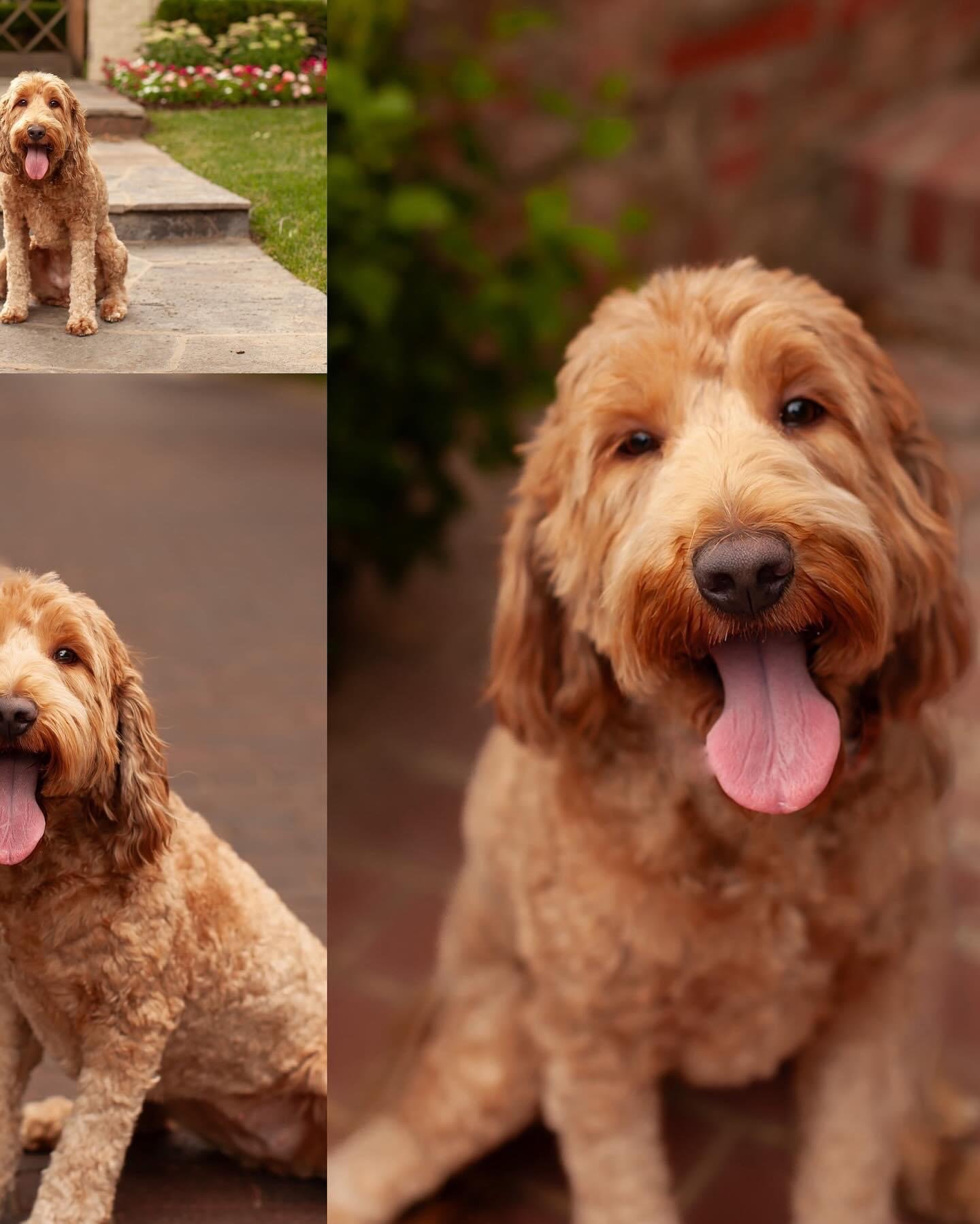 Posey is a multigenerational medium goldendoodle mama in our program, OFA health tested, with a rich red coat and the sweet temperament we breed for.