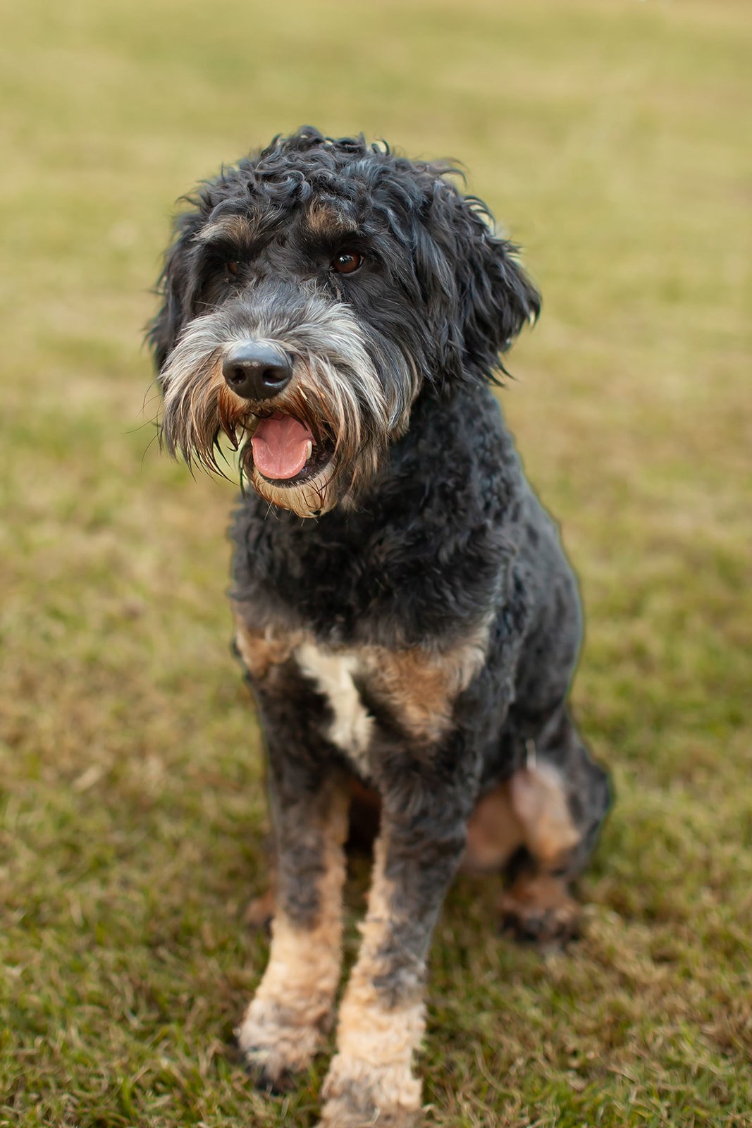 Rocky the multigen goldendoodle outdoors, wavy black phantom coat