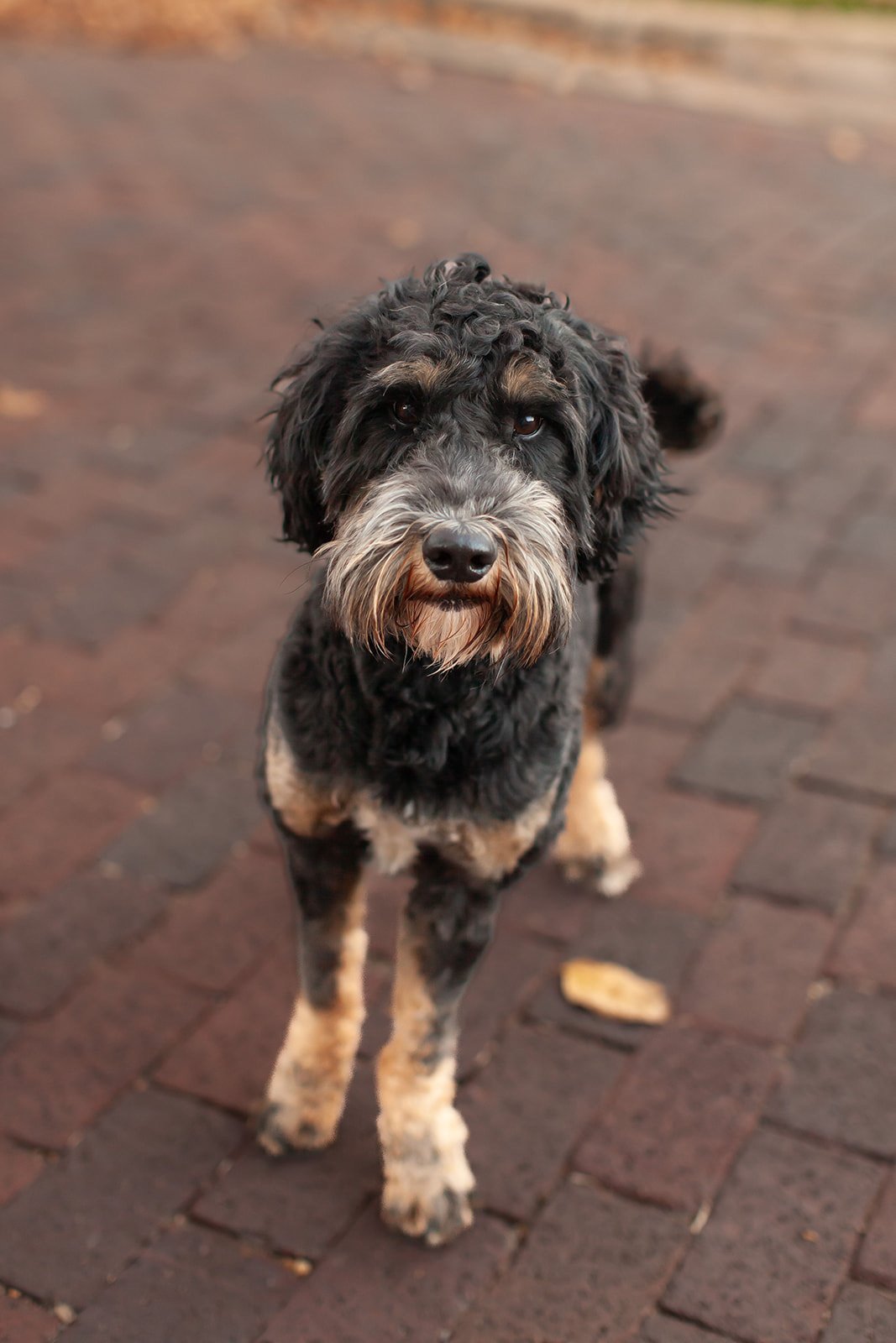 Close-up of Rocky, a goldendoodle stud with black phantom markings