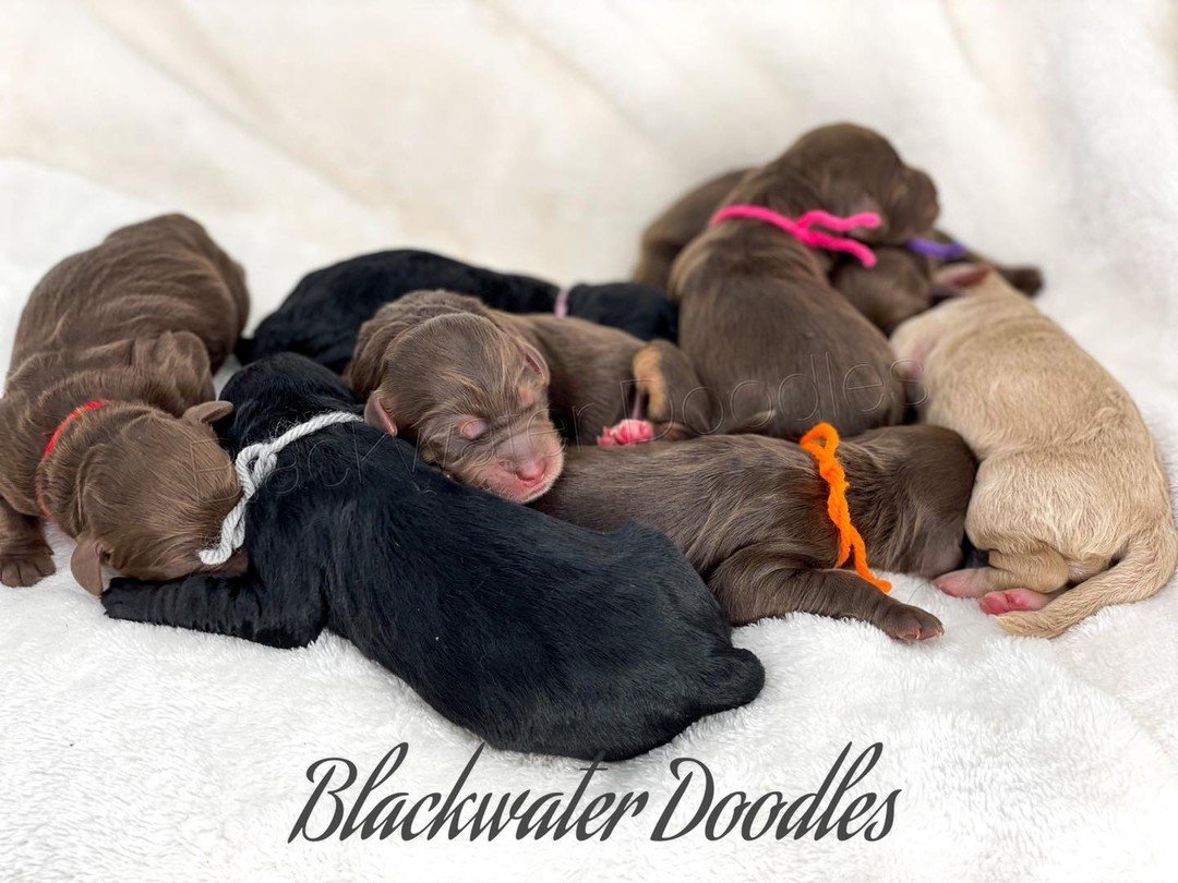 Litter of newborn goldendoodle puppies in colored collar ribbons, available now at Blackwater Goldendoodles