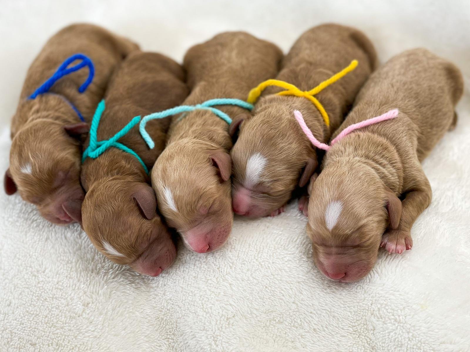 Newborn goldendoodle puppies in colored collar ribbons at Blackwater Goldendoodles, bred for families and raised with love