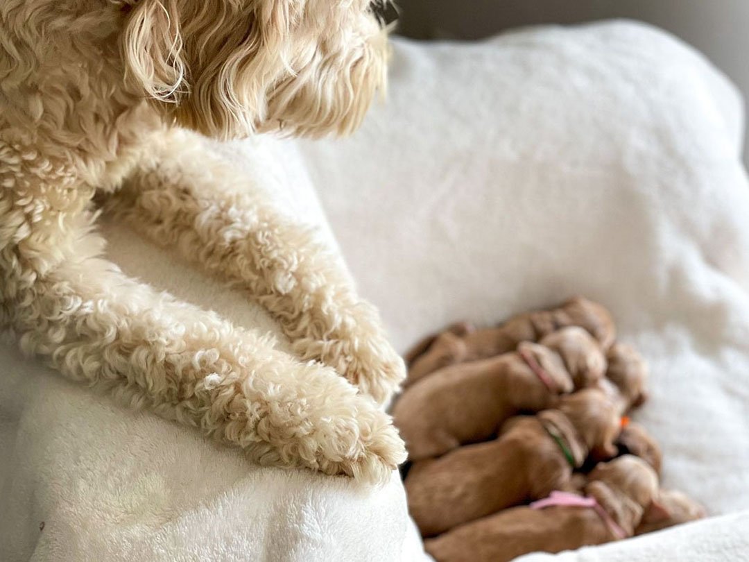 Goldendoodle mama resting beside her newborn puppies at Blackwater Goldendoodles in Texas