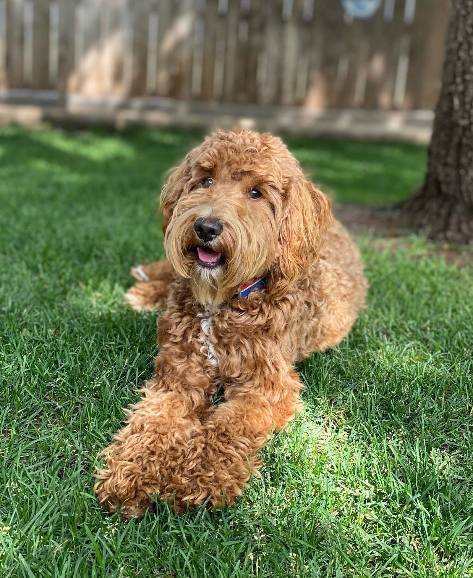 Chase, a red petite goldendoodle stud at Blackwater Goldendoodles