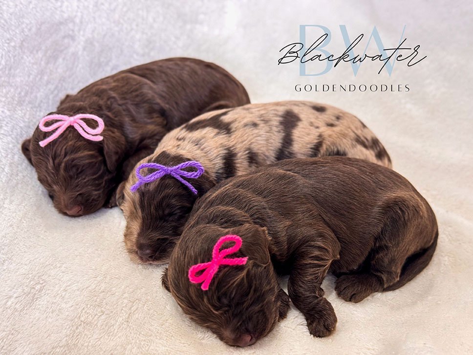 Newborn goldendoodle puppies from Maggie x Theo napping together