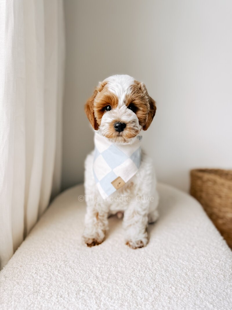 Goldendoodle puppies from the Millie and Goose litter at Blackwater Goldendoodles