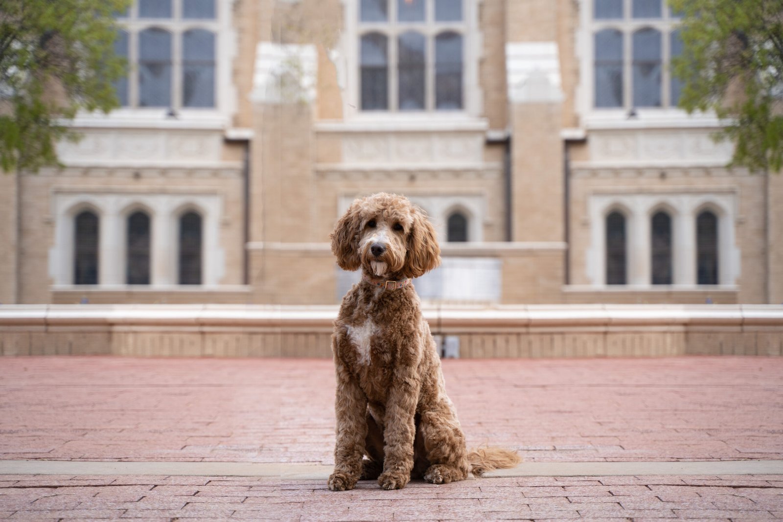 Lizzie, a red medium goldendoodle mama at Blackwater Goldendoodles