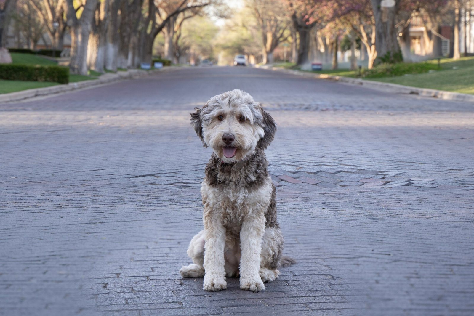 Luckie, a chocolate phantom mini goldendoodle mama at Blackwater Goldendoodles