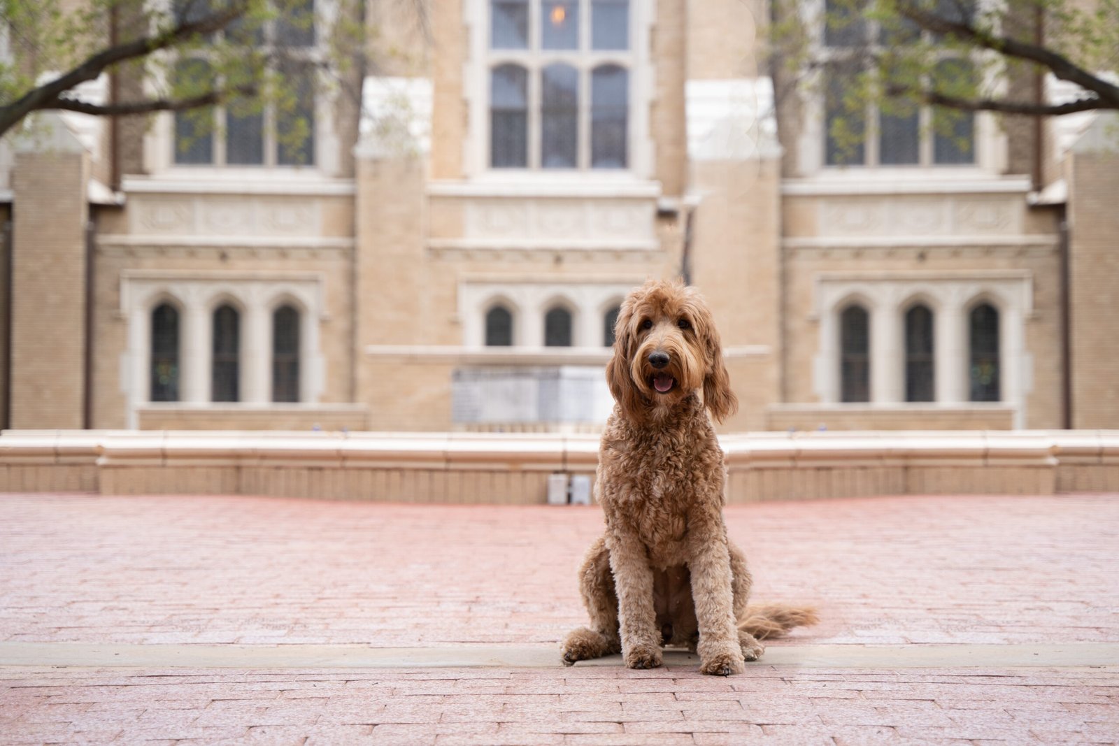 Parker, a red medium goldendoodle mama at Blackwater Goldendoodles