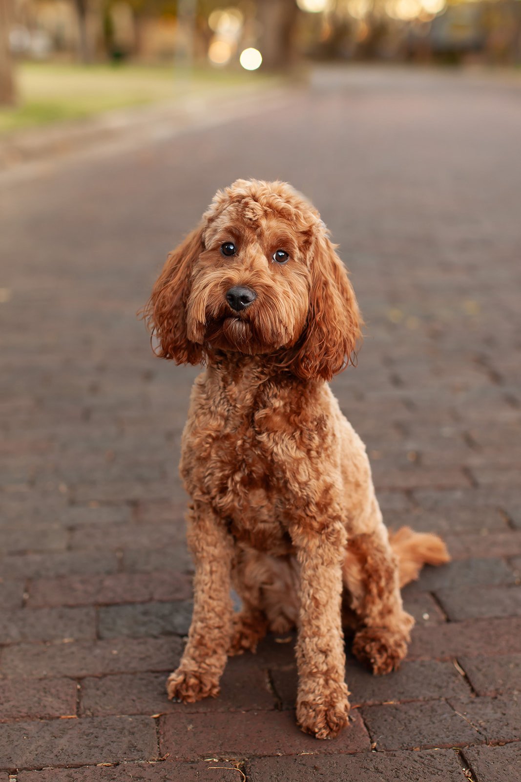 Pumpkin the multigen petite goldendoodle outdoors with a wavy red coat