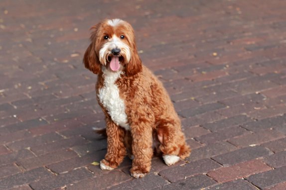 Petite Goldendoodles