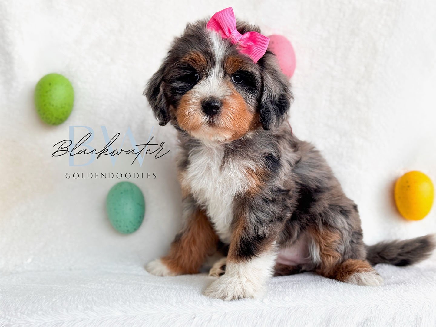 Goldendoodle puppies from the Paige and Jasper litter at Blackwater Goldendoodles