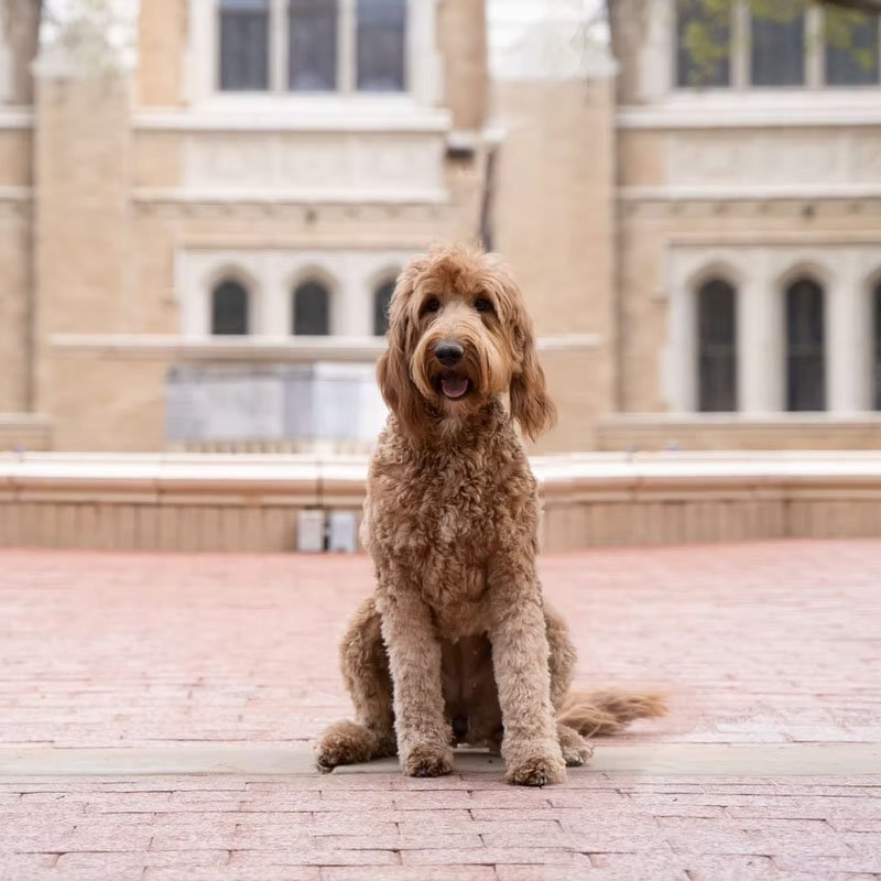 parker Parker, a red medium goldendoodle mama, sitting outdoors at Blackwater Goldendoodles