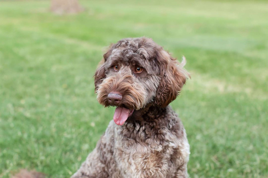 Bandit, a health-tested guest stud goldendoodle sire at Blackwater Goldendoodles