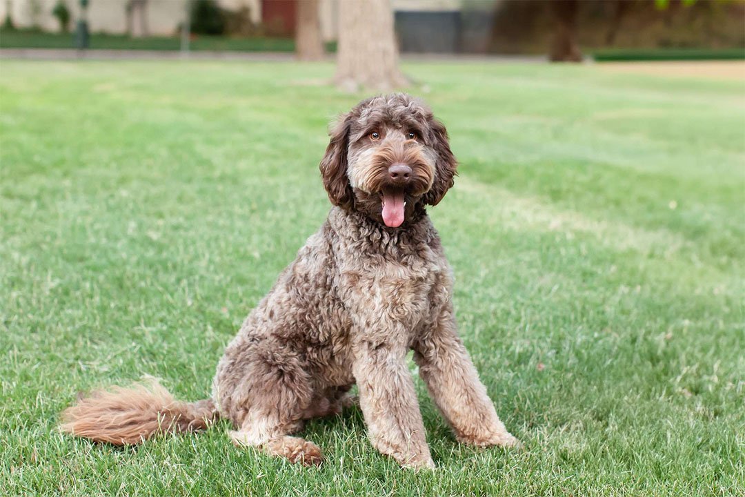 Bandit the multigen goldendoodle outdoors