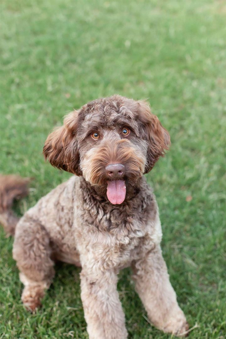 Bandit, a goldendoodle stud at Blackwater Goldendoodles
