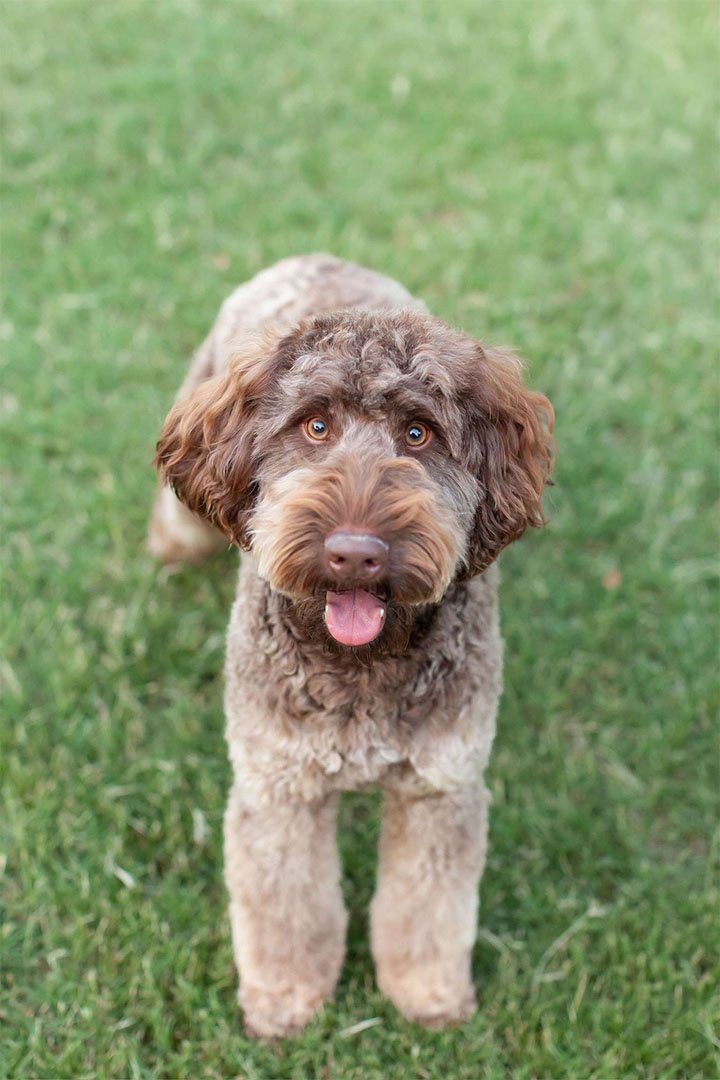 Close-up of Bandit, a goldendoodle stud