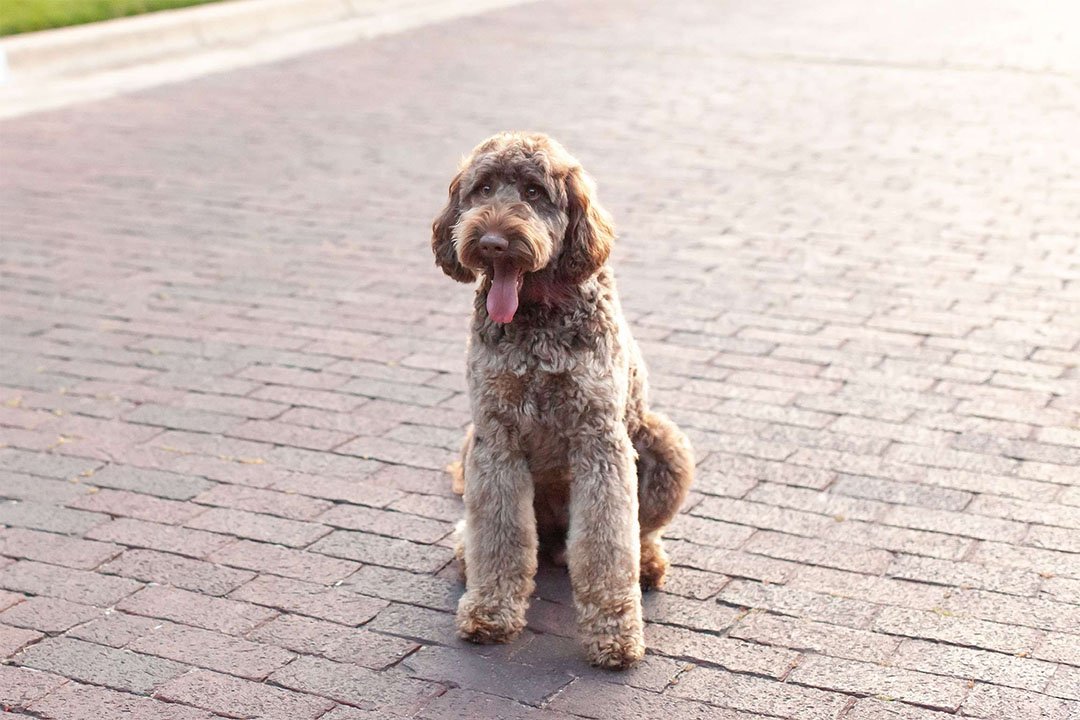 Bandit the multigen goldendoodle outdoors