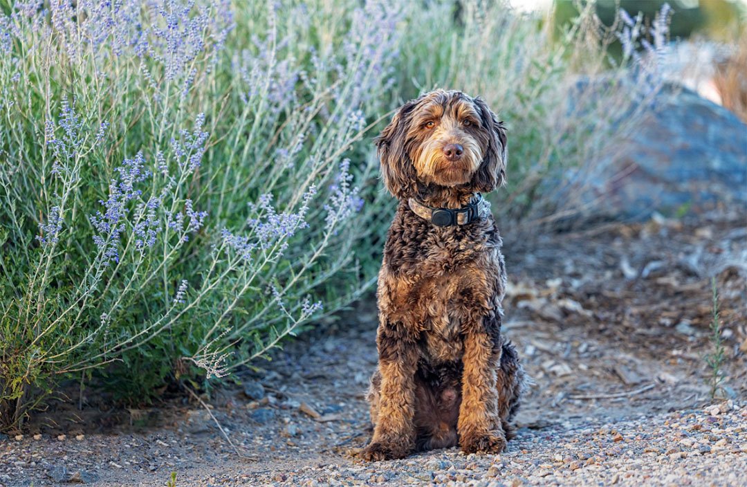 Bentley, a health-tested guest stud goldendoodle sire at Blackwater Goldendoodles