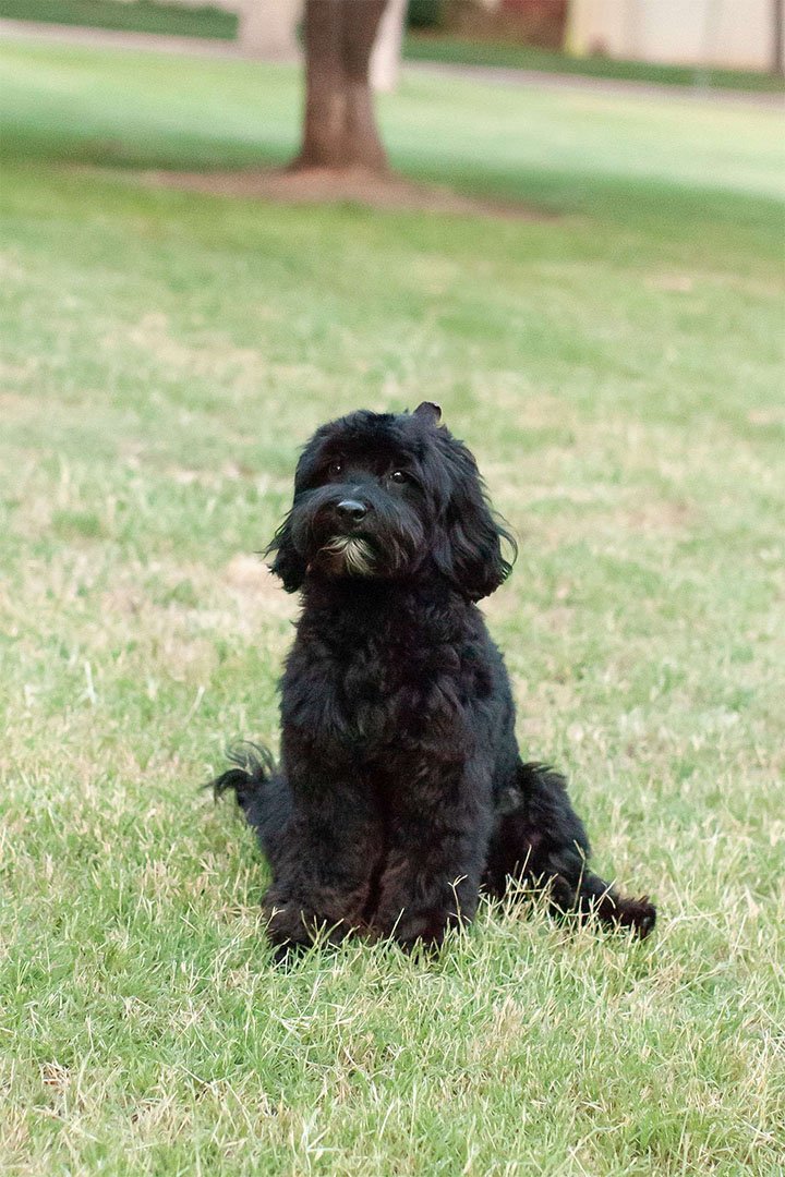 Chip the multigen goldendoodle outdoors