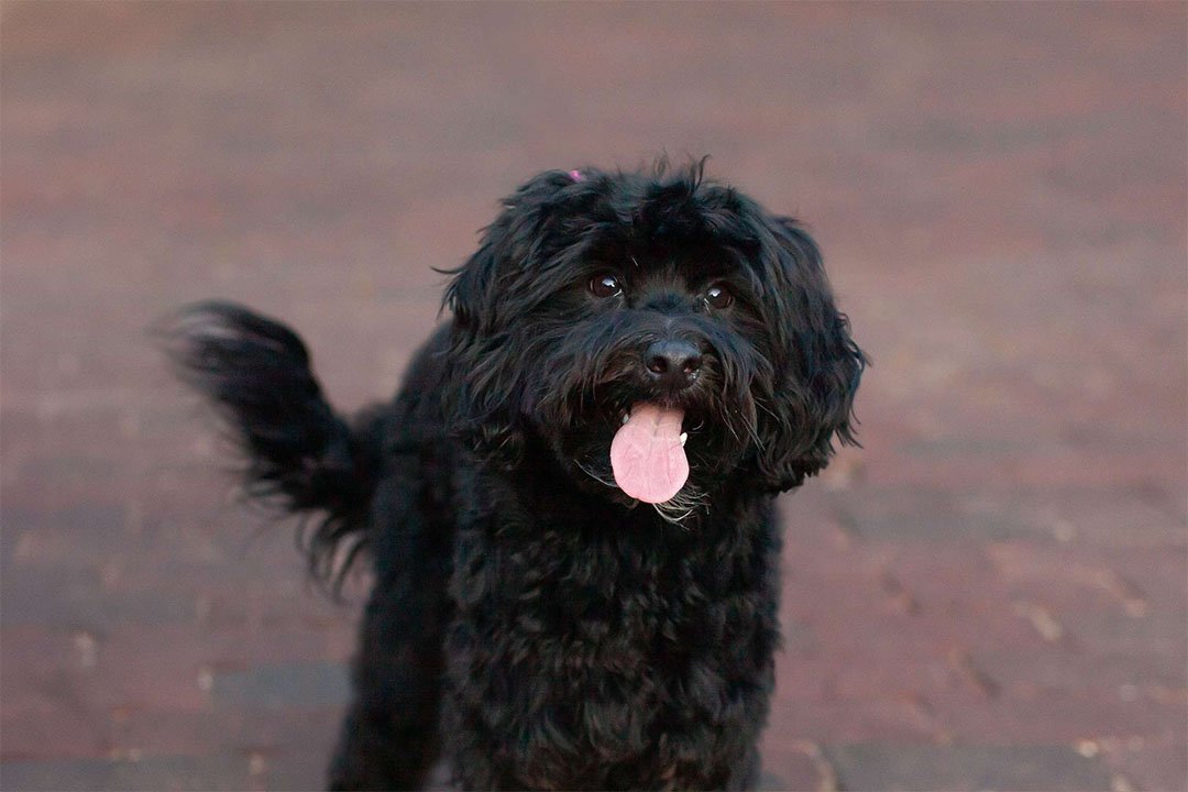Chip, a goldendoodle stud at Blackwater Goldendoodles