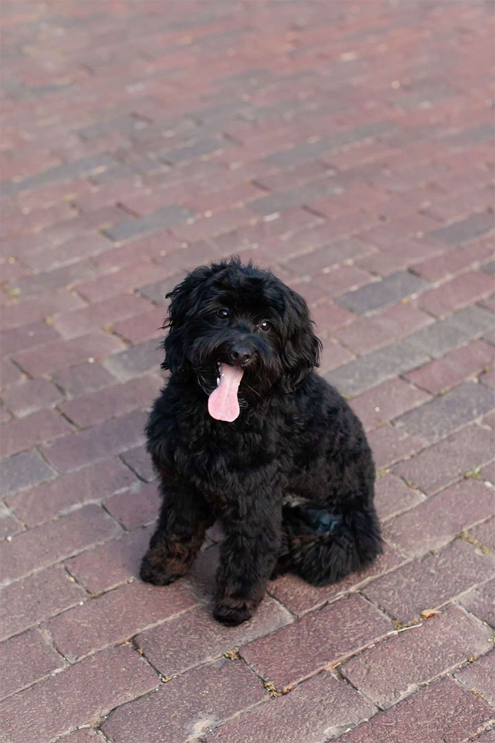 Chip the multigen goldendoodle outdoors