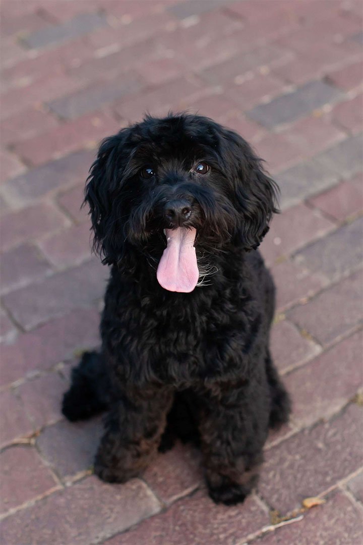 Close-up of Chip, a goldendoodle stud