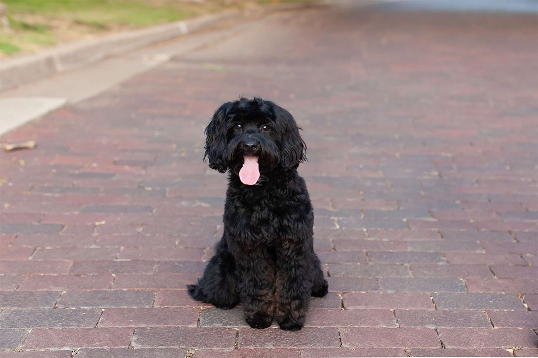 Chip, a health-tested guest stud goldendoodle sire at Blackwater Goldendoodles