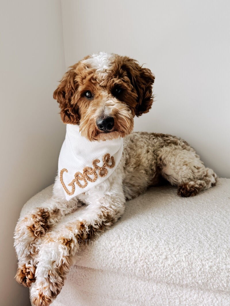Goose, a health-tested guest stud goldendoodle sire at Blackwater Goldendoodles