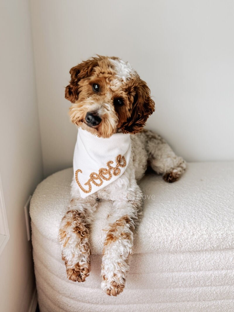Close-up of Goose, a goldendoodle stud