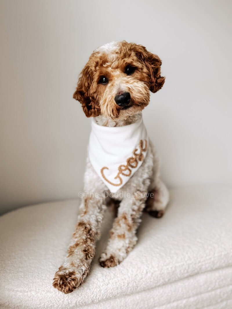 Goose, a goldendoodle stud at Blackwater Goldendoodles